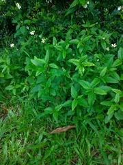 Malvastrum coromandelianum