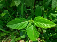 Malvastrum coromandelianum