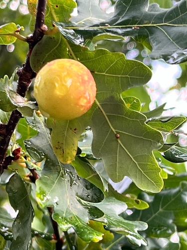 Cherry Gall Wasp