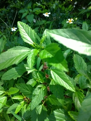Malvastrum coromandelianum