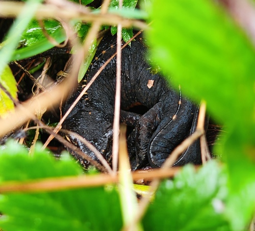 Alpine Newt