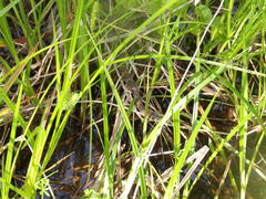 Nerodia sipedon