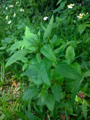 Malvastrum coromandelianum