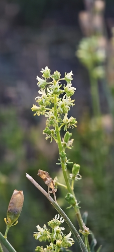 Wild Mignonette