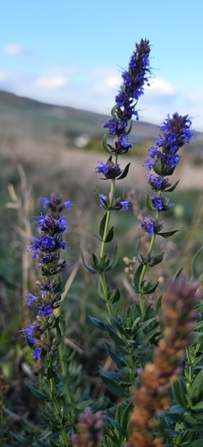 Hyssop