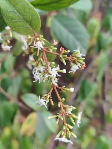 Ichnocarpus frutescens observed 2026-10-11