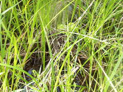 Nerodia sipedon