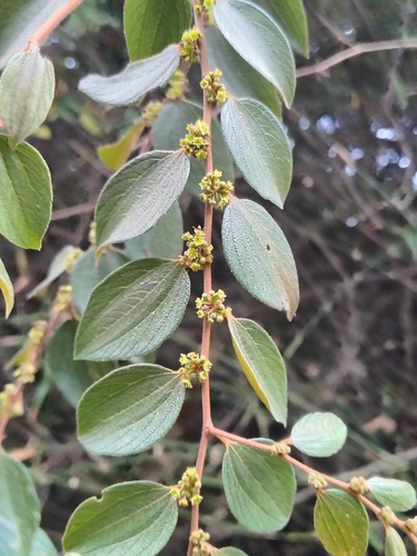 Ziziphus oenopolia observed 2026-10-11