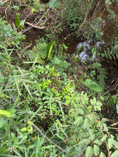 Thaumatophyllum brasiliense