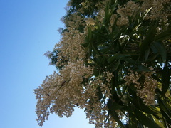 Thouinidium decandrum