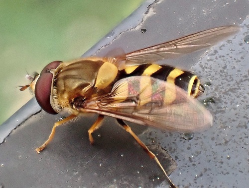 Common Flower Flies