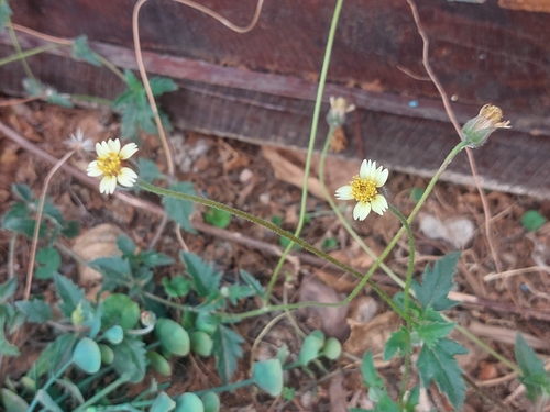 Tridax Daisy