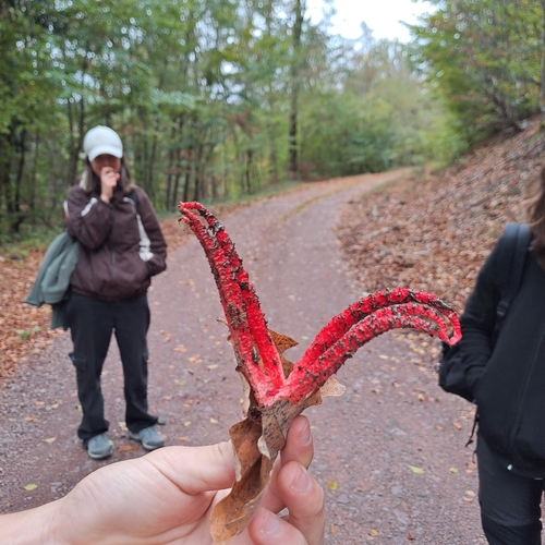 devil's-fingers
