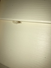 Cheiracanthium mildei