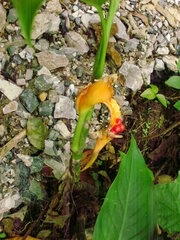 Dieffenbachia wendlandii