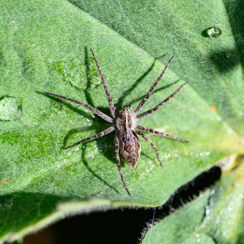 European Nursery Web spider