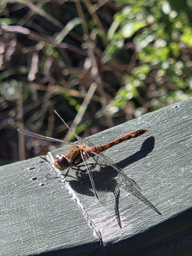 Common Darter