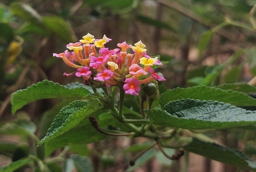 common lantana