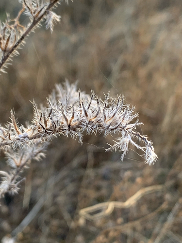 viper's-bugloss