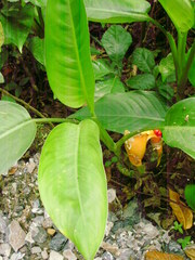 Dieffenbachia wendlandii