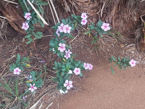Madagascar Periwinkle