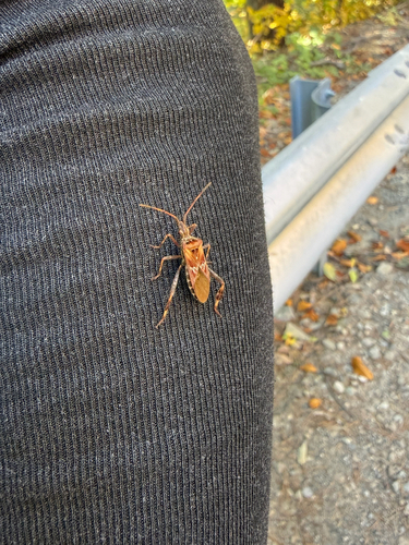 Western Conifer Seed Bug