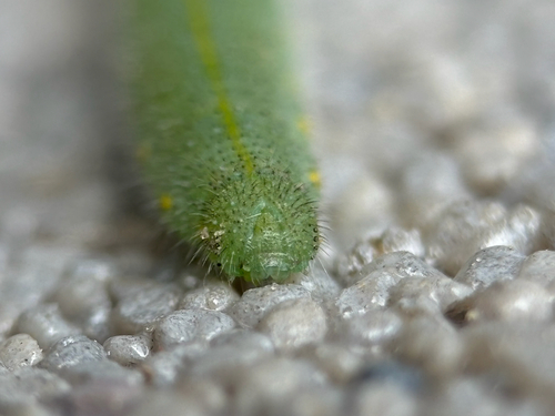 Small White