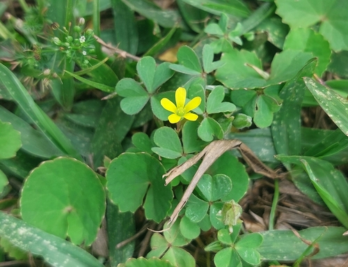 Creeping Woodsorrel