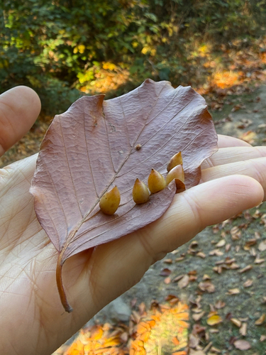 Beech Gall Midge