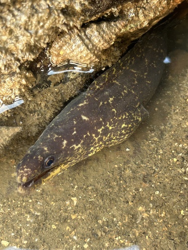 Gymnothorax pseudothyrsoideus observed 2026-10-11
