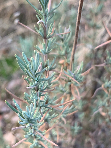 spanish lavender