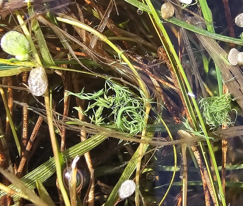 Aphanizomenon flosaquae observed 2026-10-11