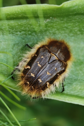 Hairy Rose Beetle