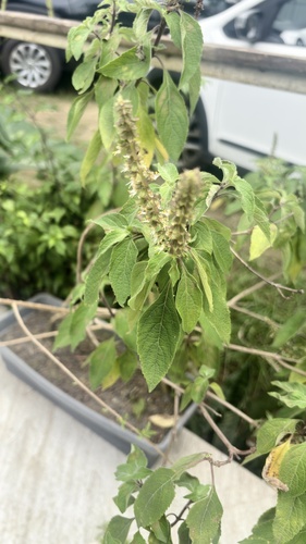 Ocimum gratissimum observed 2026-10-11