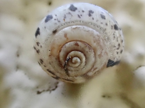 Girdled Snail