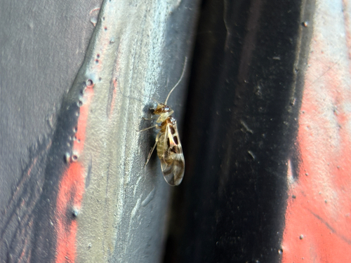 F-winged Barklouse