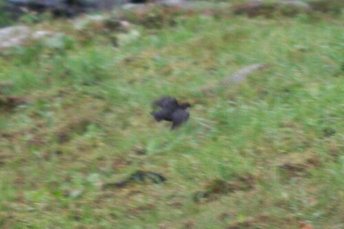 White-throated Dipper