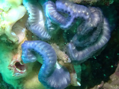 Sycozoa cerebriformis