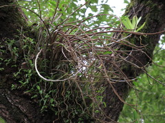 Dendrobium catenatum