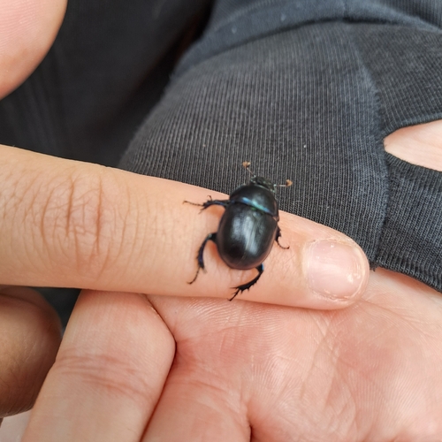 Woodland Dor Beetle
