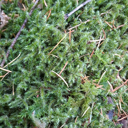 Lanky Moss