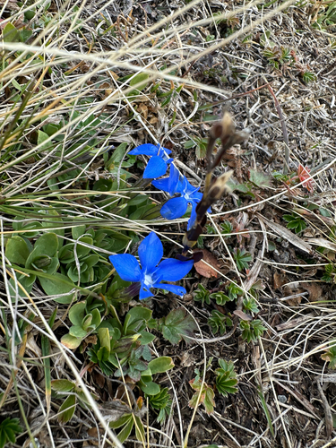 Gentiana brachyphylla brachyphylla
