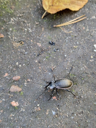 Carabus hortensis