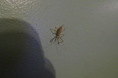 Pale Green Assassin Bug