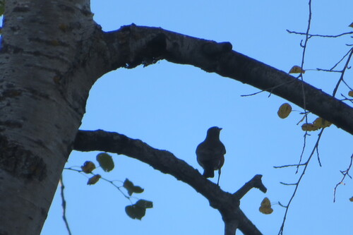 American Robin