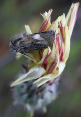 Heliolonche joaquinensis