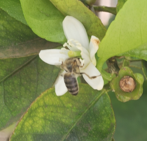 Western Honey Bee