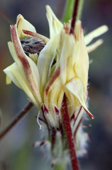 Heliolonche joaquinensis