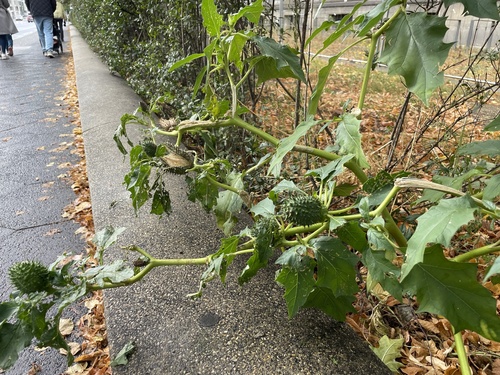 jimsonweed