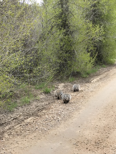 American Badger photographed in Utah